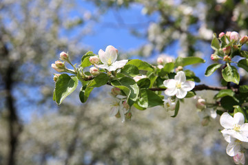 Spring blossom on apple tree