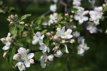 Spring blossom on apple tree