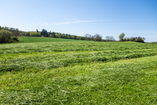 Heuernte