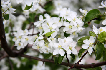 Naklejka na ściany i meble Spring blossom on apple tree