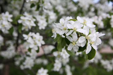 Spring blossom on apple tree