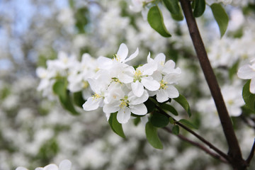 Spring blossom on apple tree