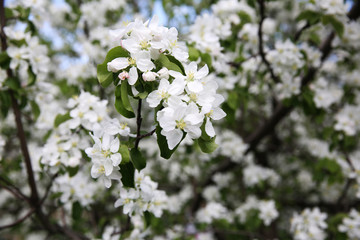 Spring blossom on apple tree