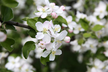 Fototapeta na wymiar Spring blossom on apple tree