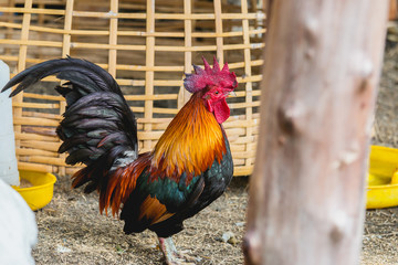 close up portrait of bantam chickens, poultry