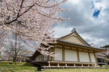 醍醐寺の桜