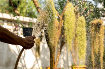Gardener watering plant in the garden