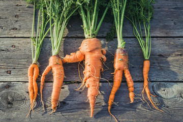 Trendy ugly organic  carrot