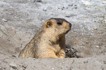 Funny marmot in nature. Ladakh, India