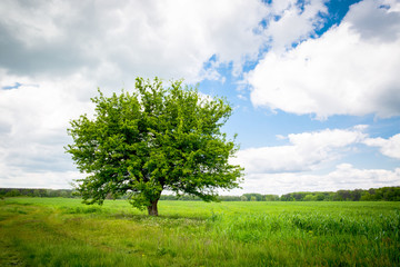 alone tree on meadow