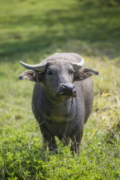 B&uuml;ffel