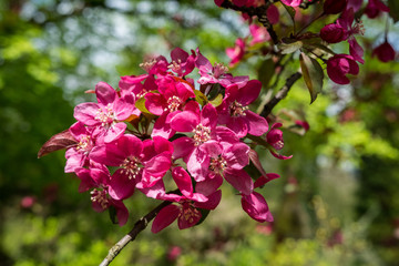 Kwiaty w Arboretum w Bolestraszycach