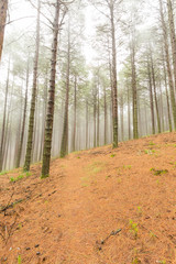 Fog between the pine trees