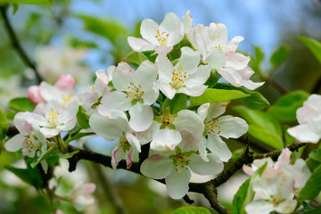 Kwiat jabłoni w Arboretum w Bolestraszycach