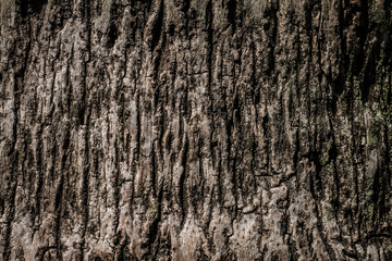 Tree bark texture