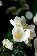 Several blossoming flowers Philadelphus