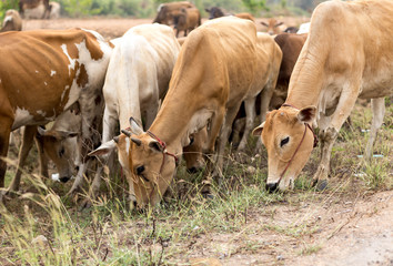 Group of asia cows eating grass in a field