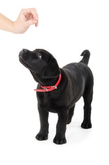 Black labrador puppy waiting for food from woman hand