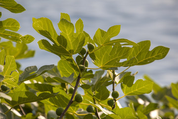 Figs on a Green Fig Tree