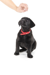 Black labrador puppy waiting for food from woman hand