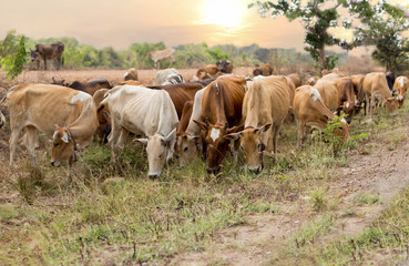 Obraz premium Asian cow herd eating grass in a field on sunset