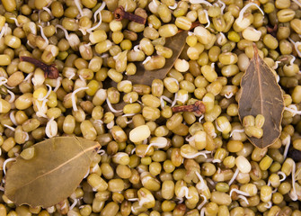 Mung beans germinated sprouts (boiled moong)