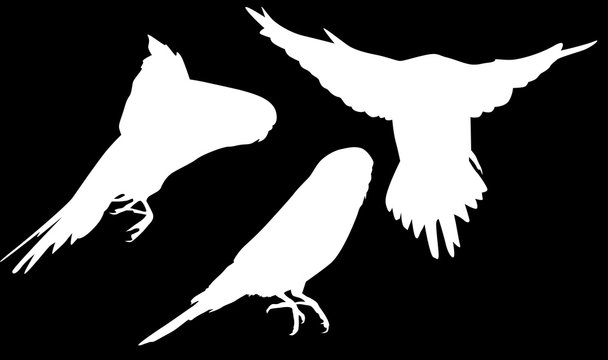 three small parrots white silhouettes collection