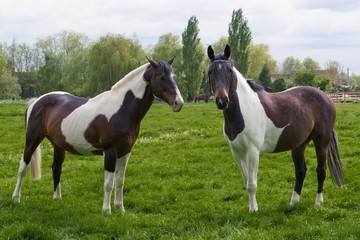 Obraz na płótnie Canvas Deux chevaux Pinto au prè