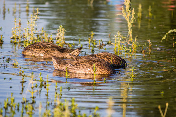 Duck