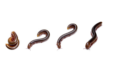 Siamese Millipede in different movement in isolated