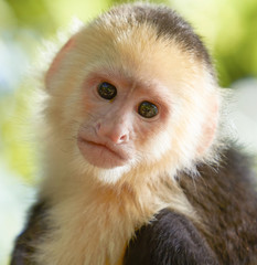 Close-up portrait of white headed capuchin monkey in a forest of Honduras © Jiri Vondrous