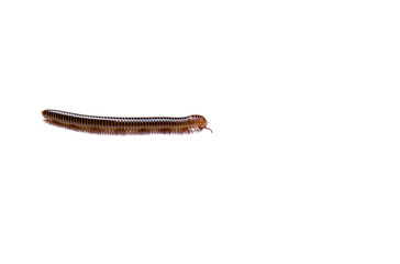 Siamese Millipede in isolated