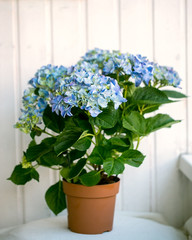 Blue hydrangea macrophylla in a pot - 110166367
