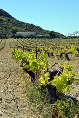 Vineyards in flowers in the campaign.