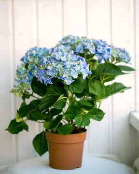 Blue Hydrangea Macrophylla In A Pot