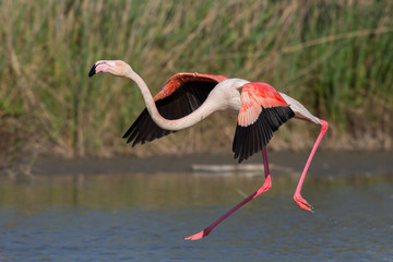 Landing greater flamingo (Phoenicopterus roseus), Camargue, France
