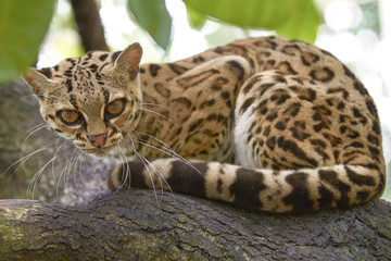 Naklejka premium Margay beautiful cat sitiing on the branch in the tropical forest of Honduras and Costa Rica