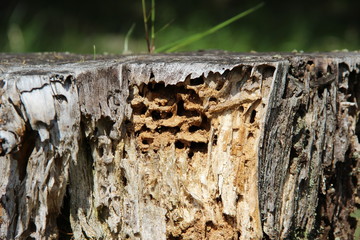 Baumstumpf mit Fraßspuren