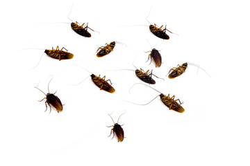 Group of dead ead cockroach isolated