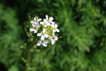 Weiße Blüten im Sonnenlicht