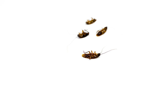 Group of dead ead cockroach isolated