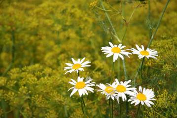 Cammomile flowers