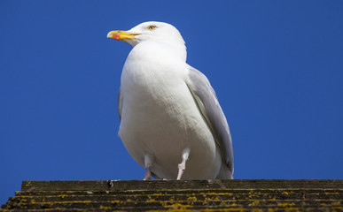 Seagul on the British Coast