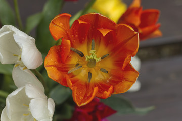 Fototapeta na wymiar orange tulip