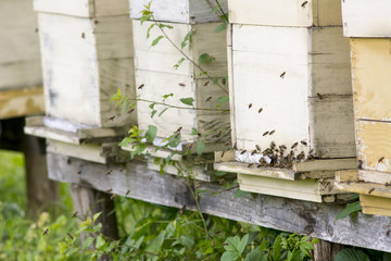 Bees and beehives