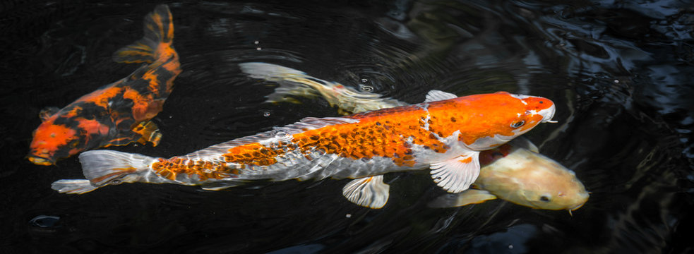 Japan Kois im Koiteich - Japanischer Koi im Gartenteich