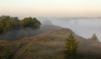 trees in the dense fog