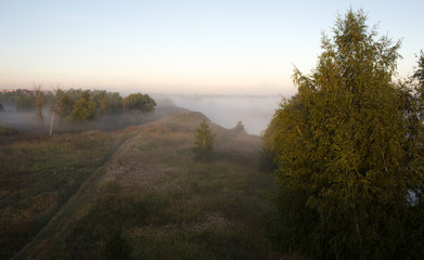 Fototapeta na wymiar Trees in the mist