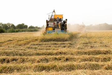 Fototapeta premium harvesting machinery working in rice field