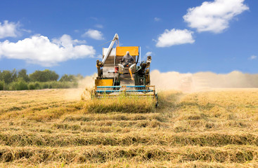 Obraz premium Agriculture Industrial harvesting machinery working in rice fiel